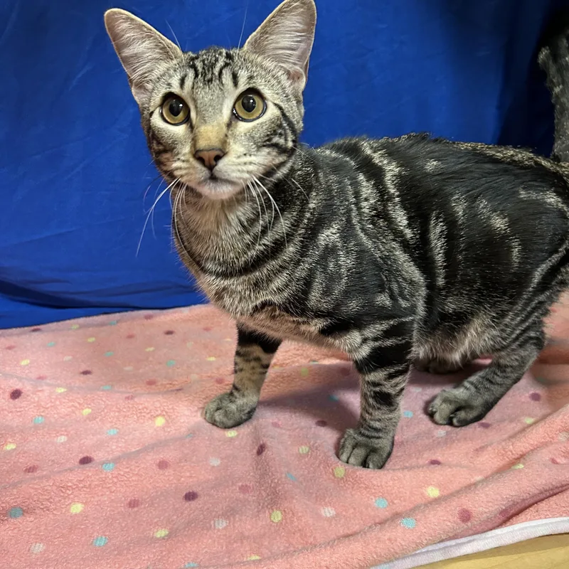 A baby medium-sized female Tabby (Gray / Blue / Silver) Tabby cat named Athena and Thea for adoption in Spring Branch, TX