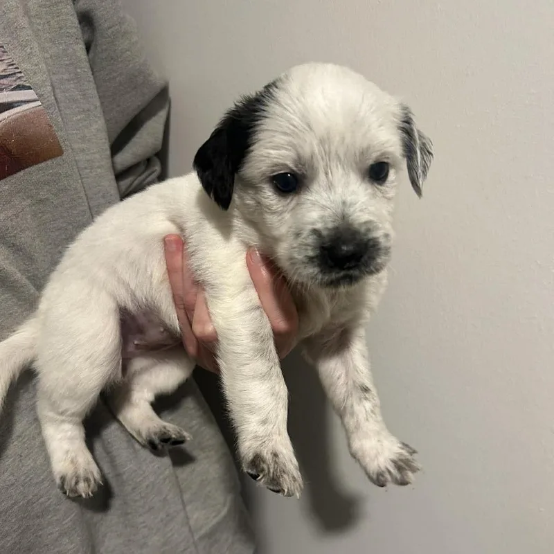 A baby small-sized female White / Cream Australian Cattle Dog / Blue Heeler dog named Hyacinth for adoption in Austin, TX