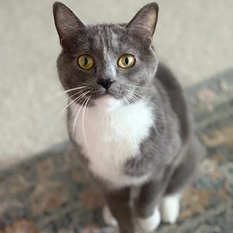A young medium-sized male Gray & White Domestic Short Hair cat named Sriracha for adoption in Richmond, VA