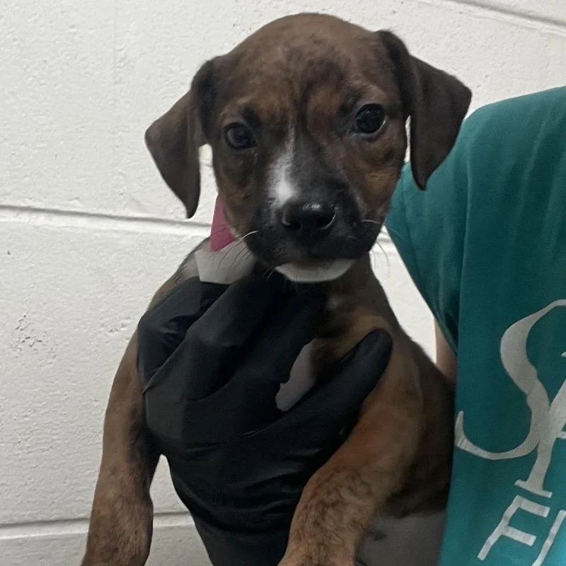 A baby medium-sized female Brindle Mixed Breed dog named Sizzle for adoption in Lakeland, FL