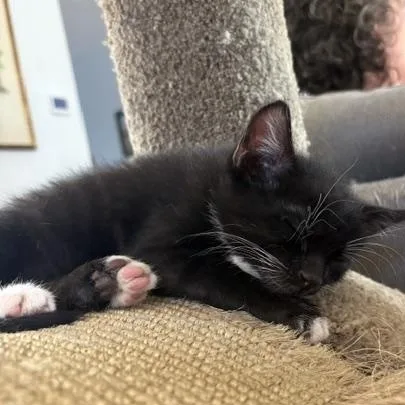 A baby small-sized female Black Domestic Short Hair cat named Spring VanDeusen for adoption in Morrison, CO