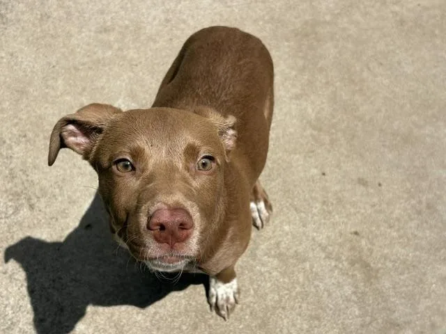 A baby small-sized female Pit Bull Terrier dog named Sister for adoption in Tulsa, OK
