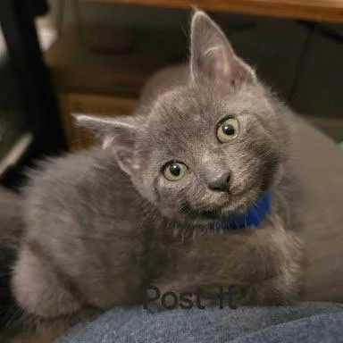 A baby small-sized male White Domestic Short Hair cat named Postit for adoption in Knoxville, TN
