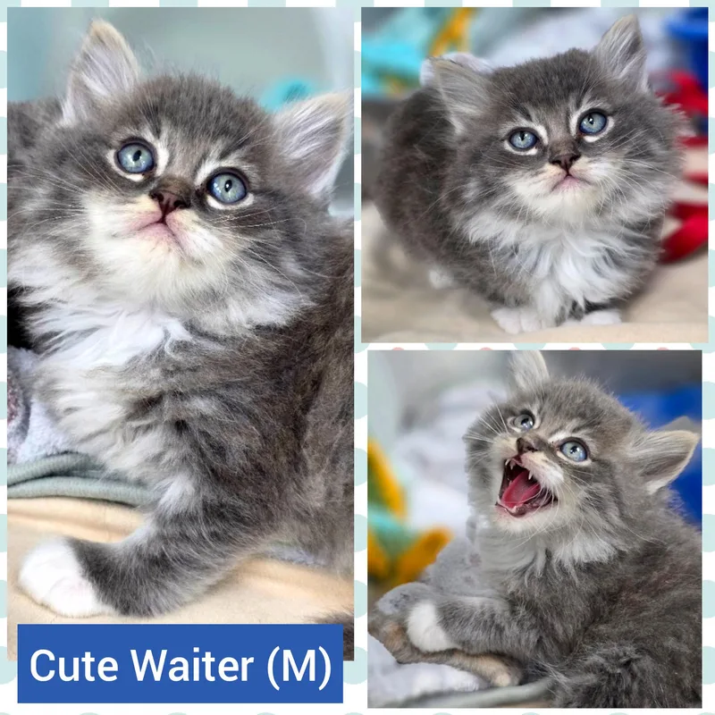 Waiter