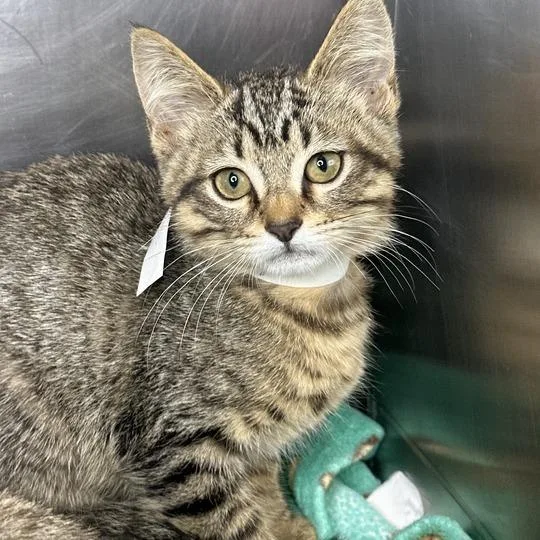 A baby small-sized female Brown / Chocolate Domestic Short Hair cat named Dorothy for adoption in Matteson, IL