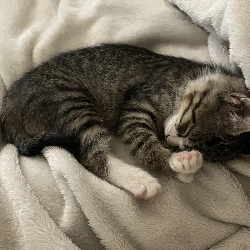 A baby small-sized female Brown / Chocolate Domestic Short Hair cat named Han Quokka for adoption in Austin, TX