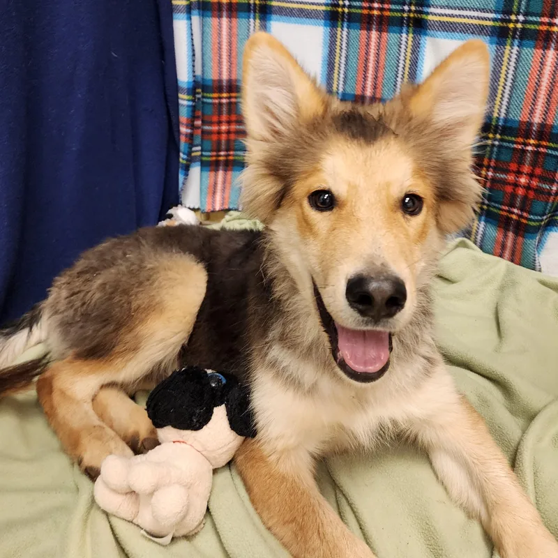A young large-sized male Red / Chestnut / Orange Shepherd dog named Quibli for adoption in ALPINE, TX
