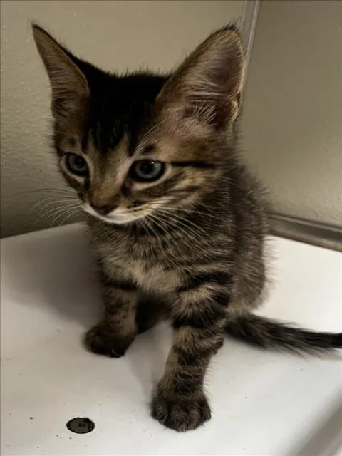 A baby small-sized male Domestic Short Hair cat named Henry for adoption in Tracy, CA