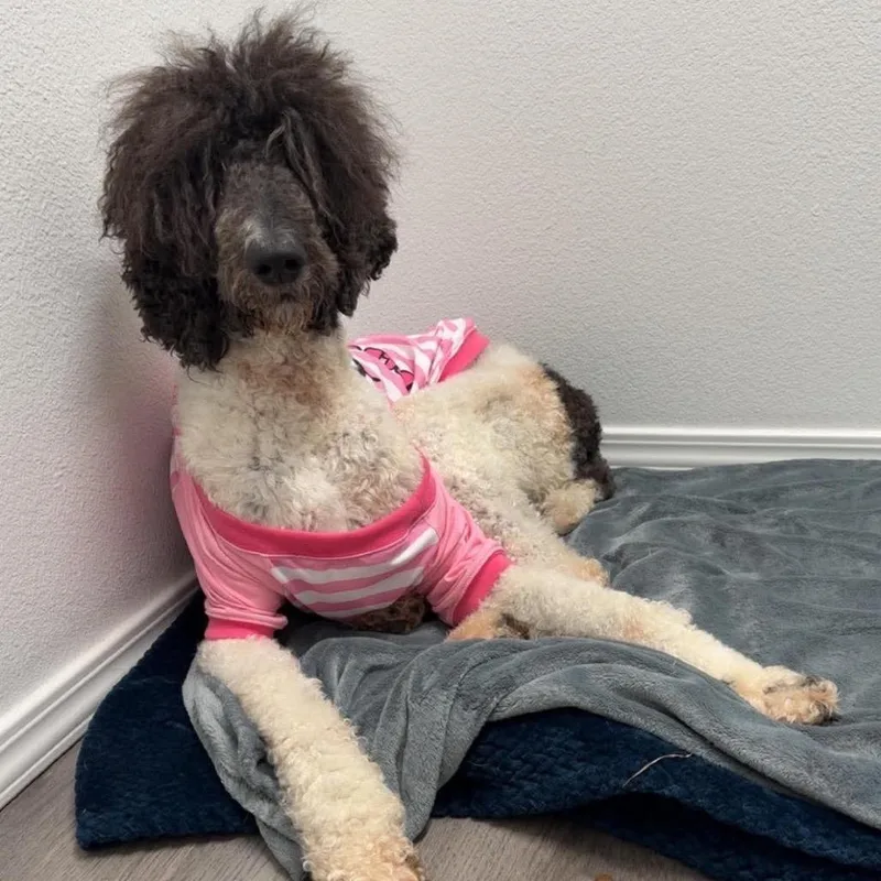 An adult medium-sized female White / Cream Standard Poodle dog named Umbreon for adoption in Nampa, ID