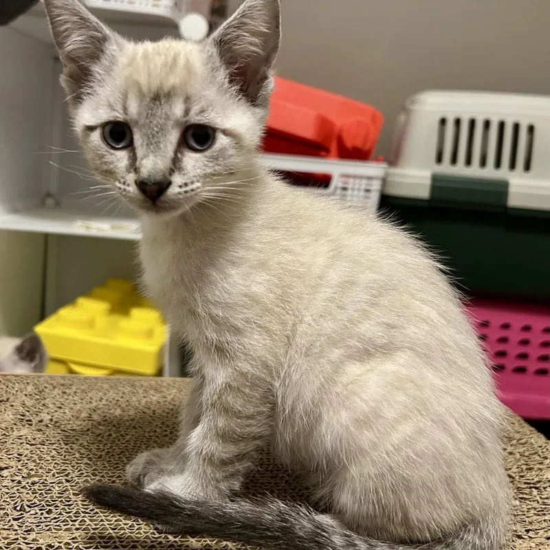 A baby small-sized male Domestic Short Hair cat named Tango for adoption in Evansville, IN