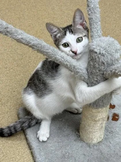 A baby small-sized female Domestic Short Hair cat named Trixie for adoption in Pompano Beach, FL