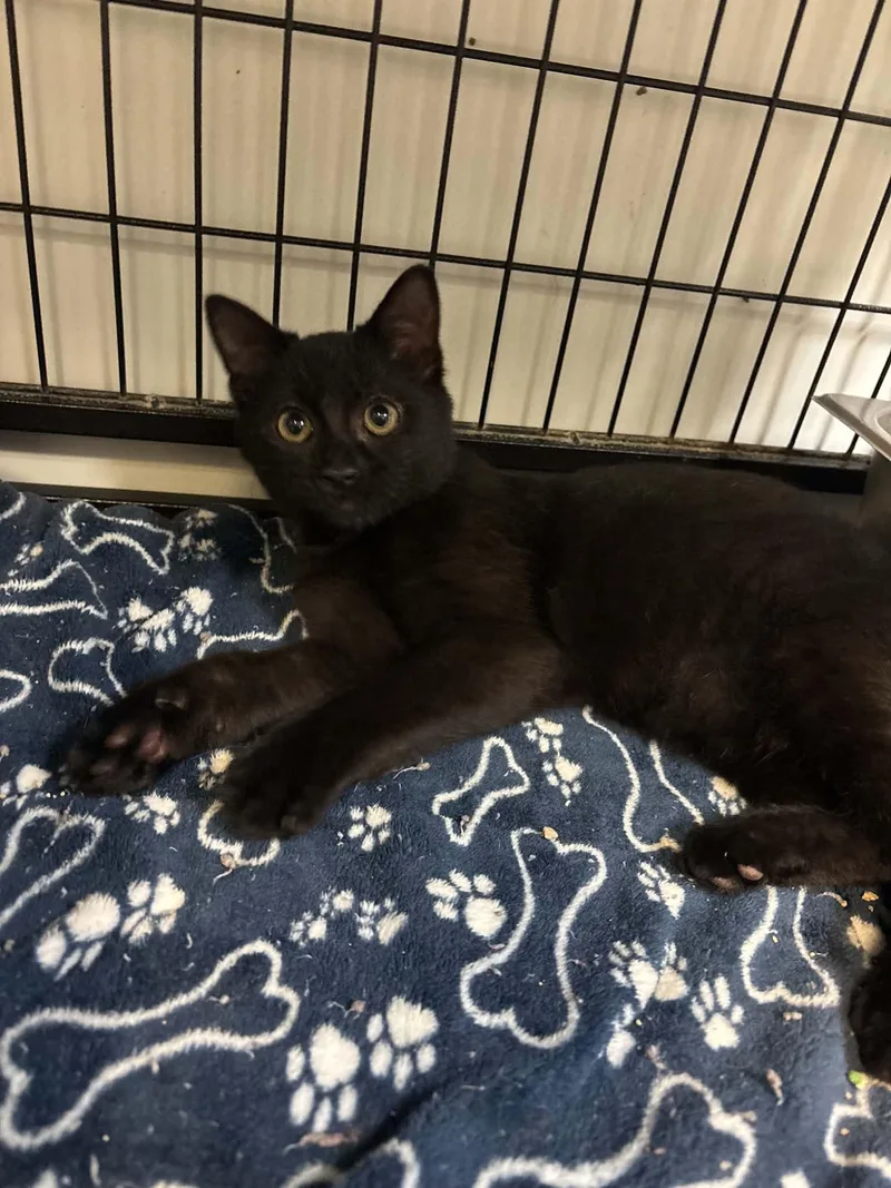 A baby small-sized male Domestic Short Hair cat named Roo for adoption in Lock Haven, PA