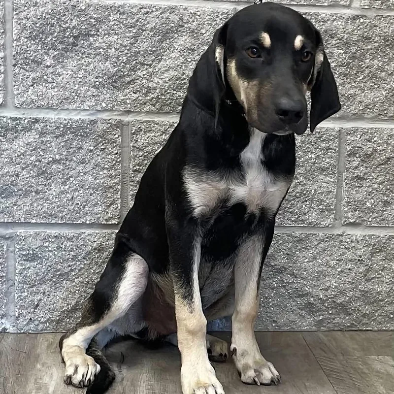 A young large-sized male Black Coonhound dog named Hurley for adoption in Mount Pleasant, TX