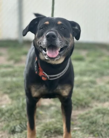 An adult large-sized female Shepherd dog named Rugga for adoption in Spanish Fork, UT