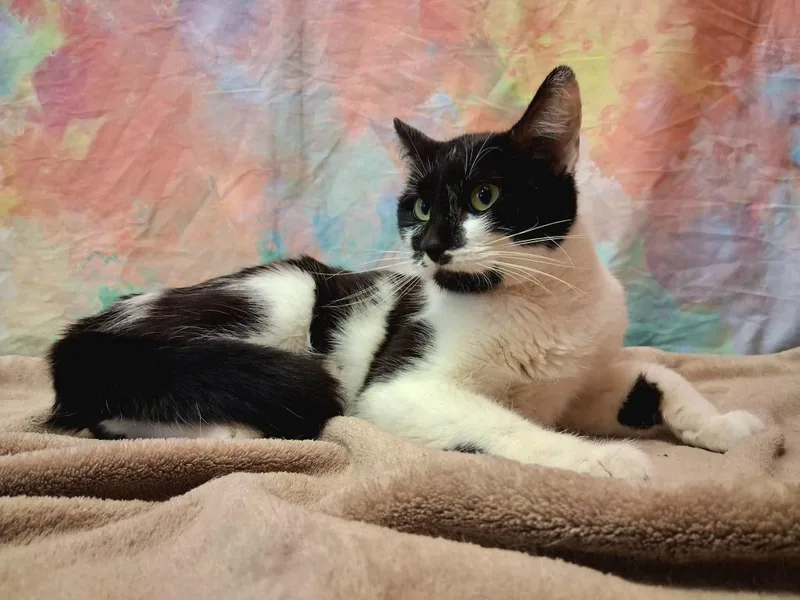 Savannah thumbnail 2