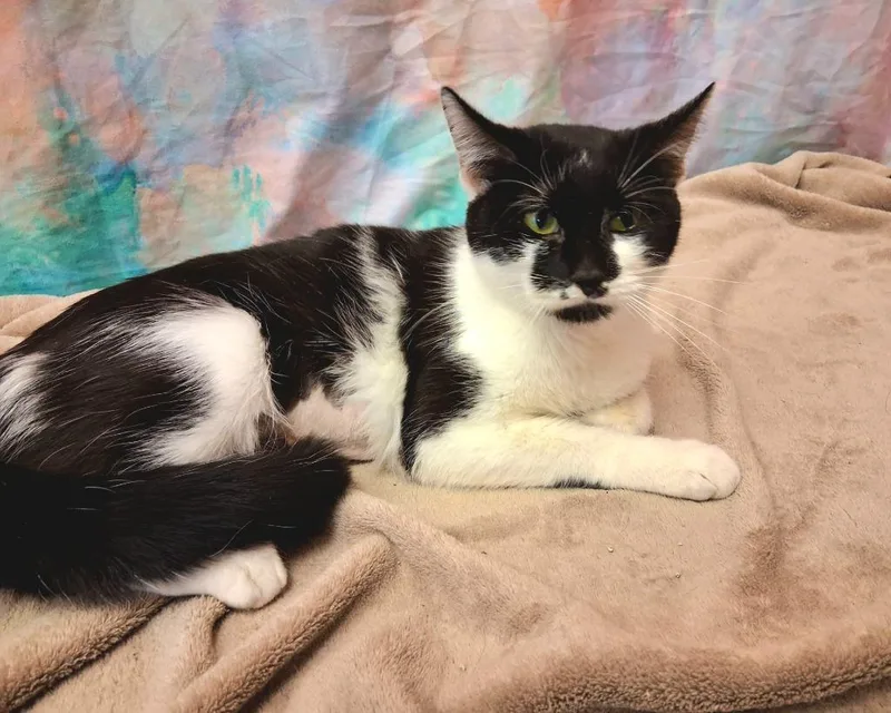 Savannah thumbnail 3