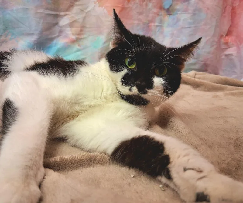 Savannah thumbnail 4