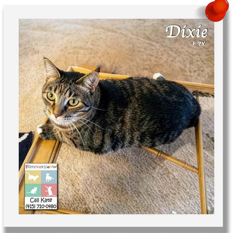 An adult medium-sized female Domestic Short Hair cat named Dixie for adoption in Palm Desert, CA