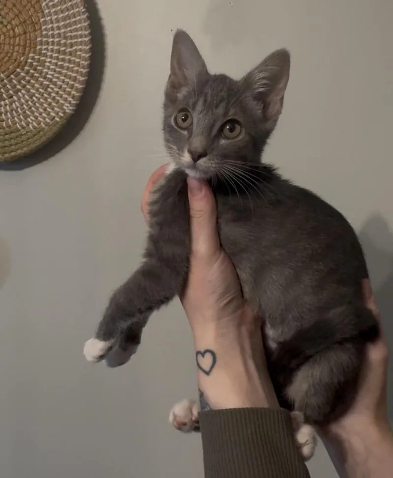 A baby medium-sized female Gray / Blue / Silver Domestic Short Hair cat named Chai for adoption in Hamilton, NJ