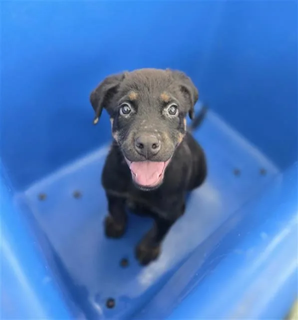 A baby large-sized male Mixed Breed dog named Pebble for adoption in Dallas, TX