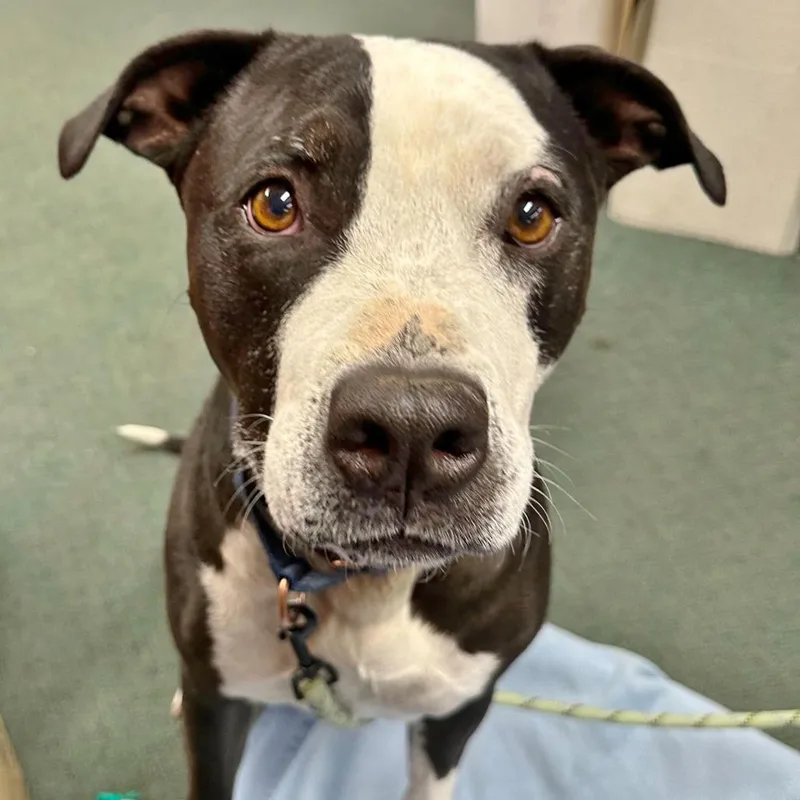 Dr. Seuss thumbnail 2