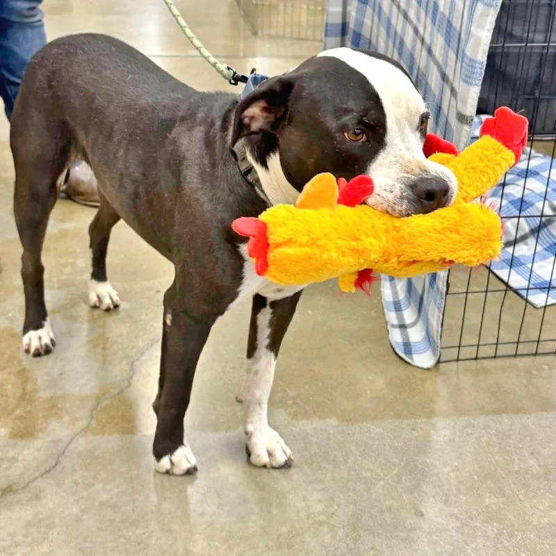 Dr. Seuss thumbnail 3