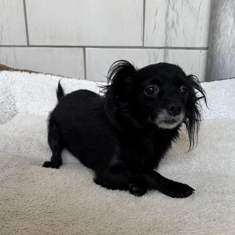 Patch thumbnail 2
