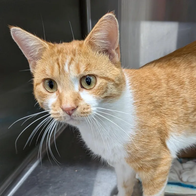 An adult medium-sized male Orange / Red Domestic Short Hair cat named Casper for adoption in Newark, NJ