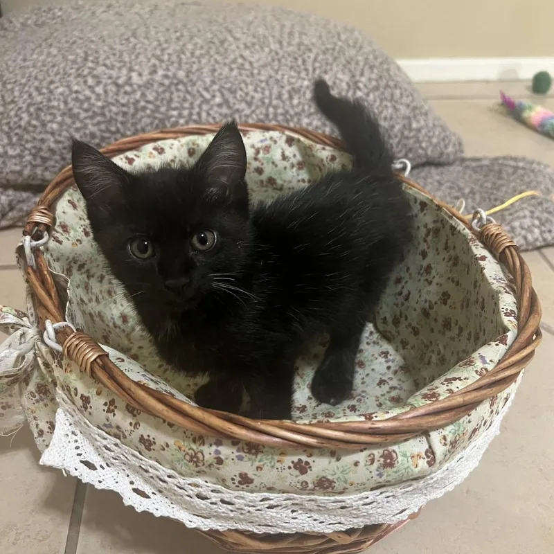 A baby small-sized female Black Domestic Short Hair cat named Sarah for adoption in Houston, TX