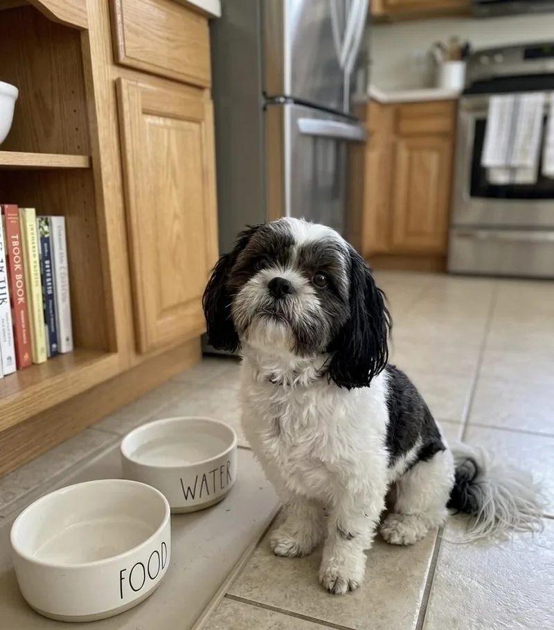A young small-sized female Shih Tzu dog named Mochi for adoption in Bronx, NY