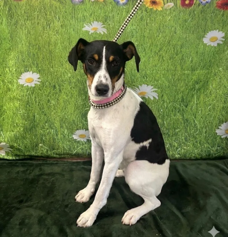 A young medium-sized female Hound dog named Betty for adoption in Wabash, IN