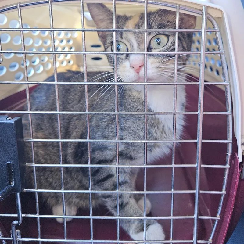 An adult medium-sized female Gray / Blue / Silver Domestic Short Hair cat named Belladonna for adoption in Greensboro, NC