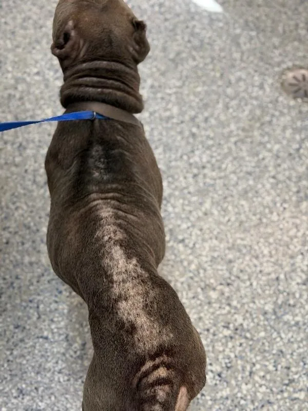 An adult medium-sized male Pit Bull Terrier dog named Denver for adoption in Burgaw, NC