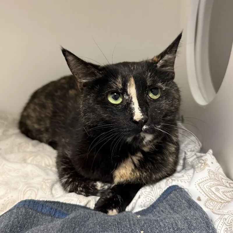 An adult medium-sized female Tortoiseshell Domestic Short Hair cat named Emerald for adoption in South Elgin, IL