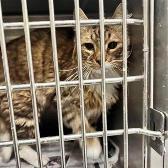 A young medium-sized male Domestic Long Hair cat named Tocsin for adoption in Anchorage, AK