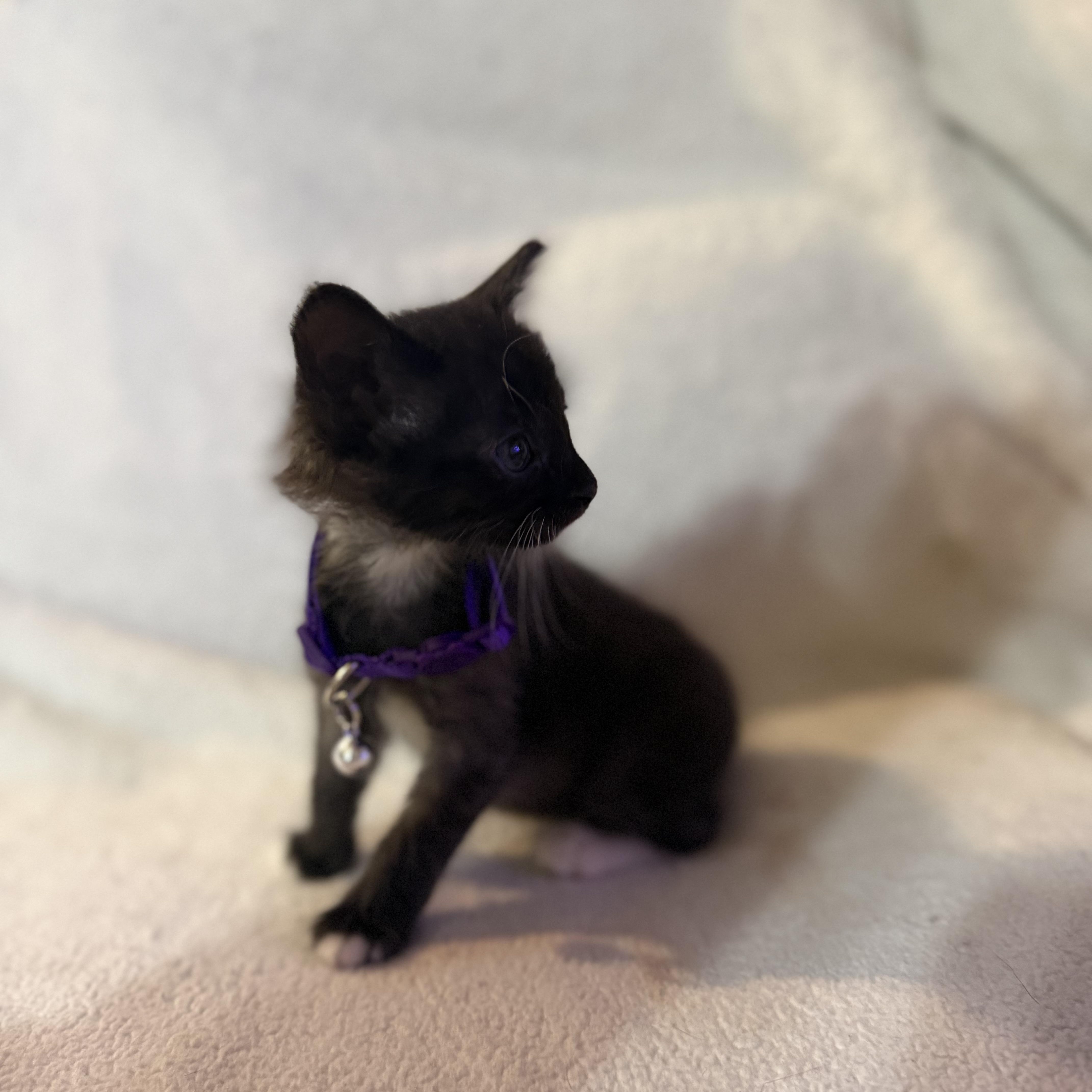 A baby medium-sized male Black & White / Tuxedo Domestic Medium Hair cat named Stapler for adoption in Liverpool, TX