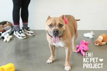 An adult large-sized female Brown / Chocolate Pit Bull Terrier dog named Femi for adoption in Kansas City, MO