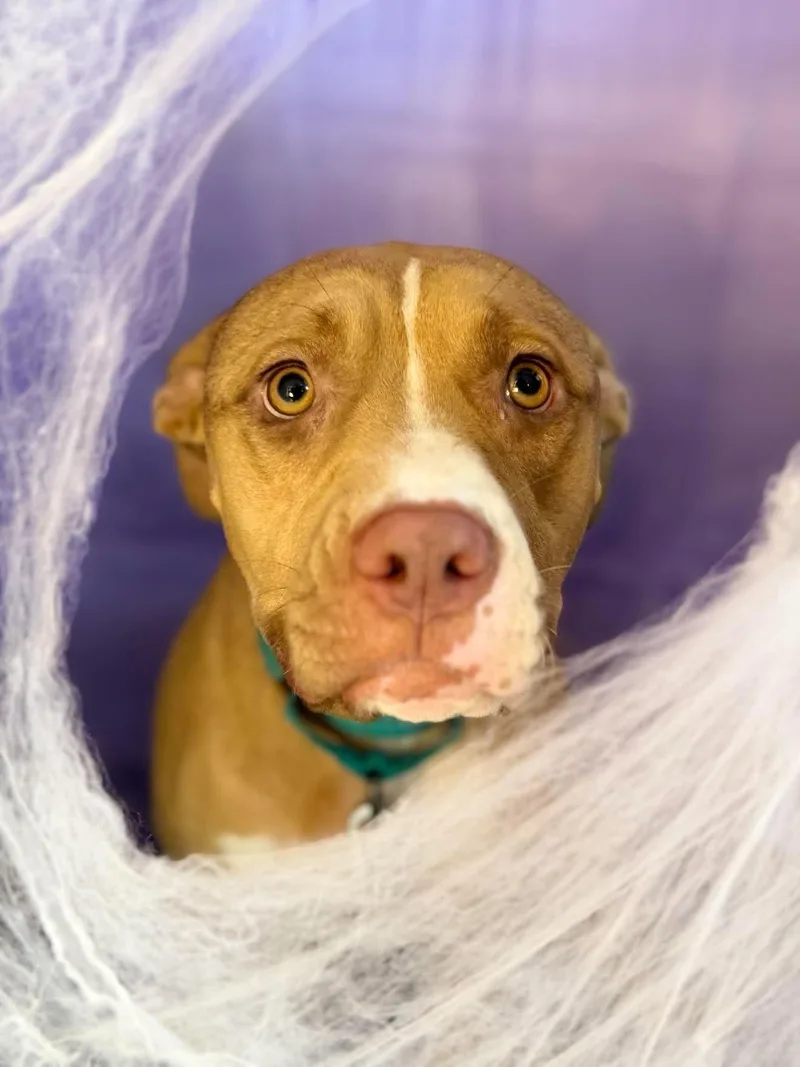 A young medium-sized female Pit Bull Terrier dog named Waurika for adoption in Chickasha, OK