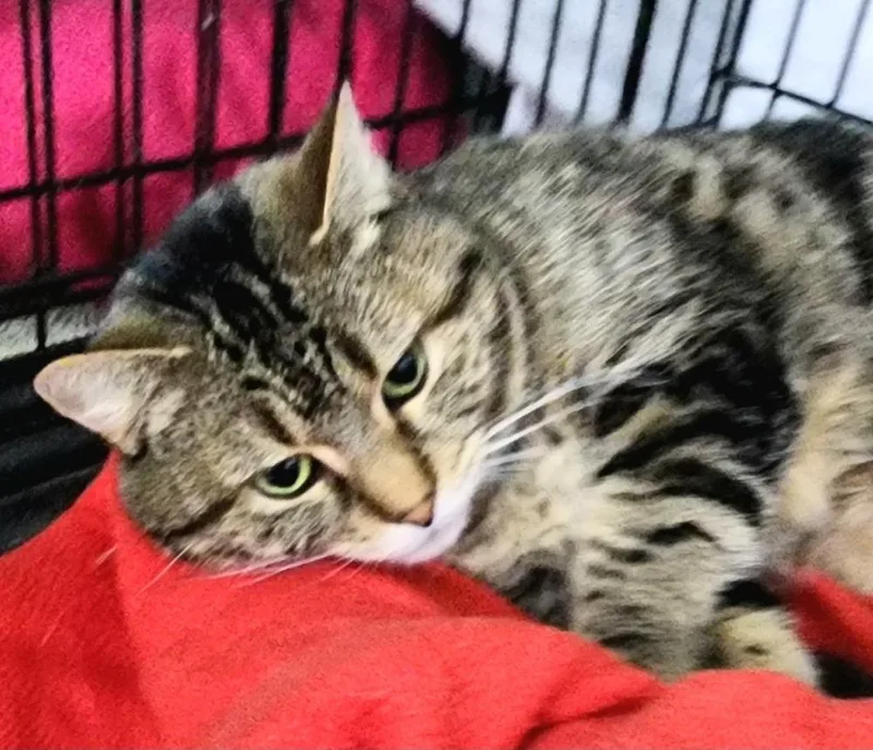 An adult medium-sized female Brown / Chocolate Domestic Short Hair cat named Penny for adoption in Jessup, MD