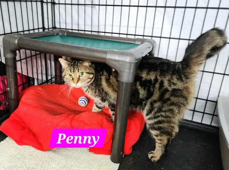 Penny thumbnail 2