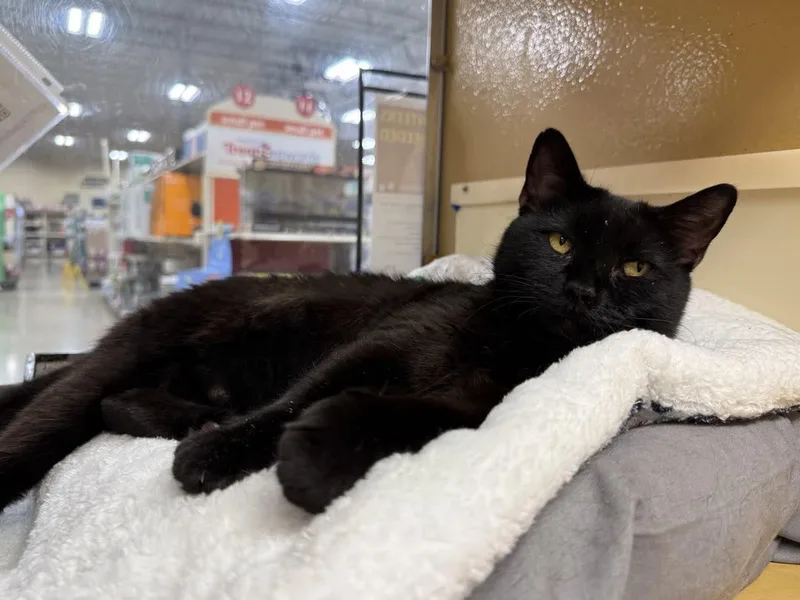 A young medium-sized female Black Domestic Short Hair cat named Jade for adoption in Austin, TX
