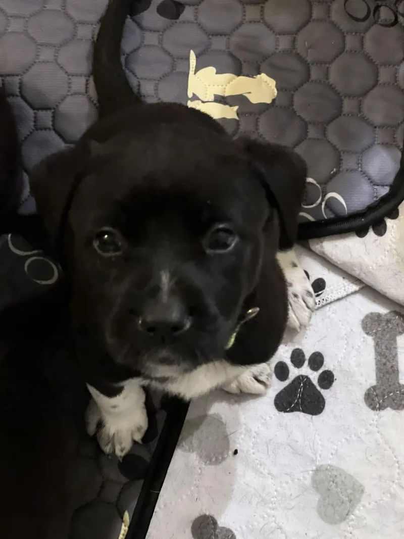 Basil  Flower Power thumbnail 2