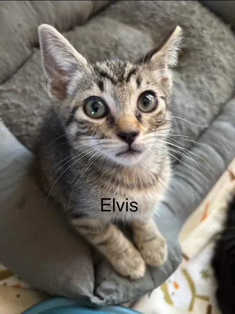 A baby small-sized male Domestic Medium Hair cat named Elvis for adoption in Santa Maria, CA