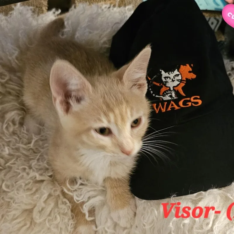 A baby small-sized male Buff / Tan / Fawn Domestic Short Hair cat named Visor for adoption in Westminster, CA