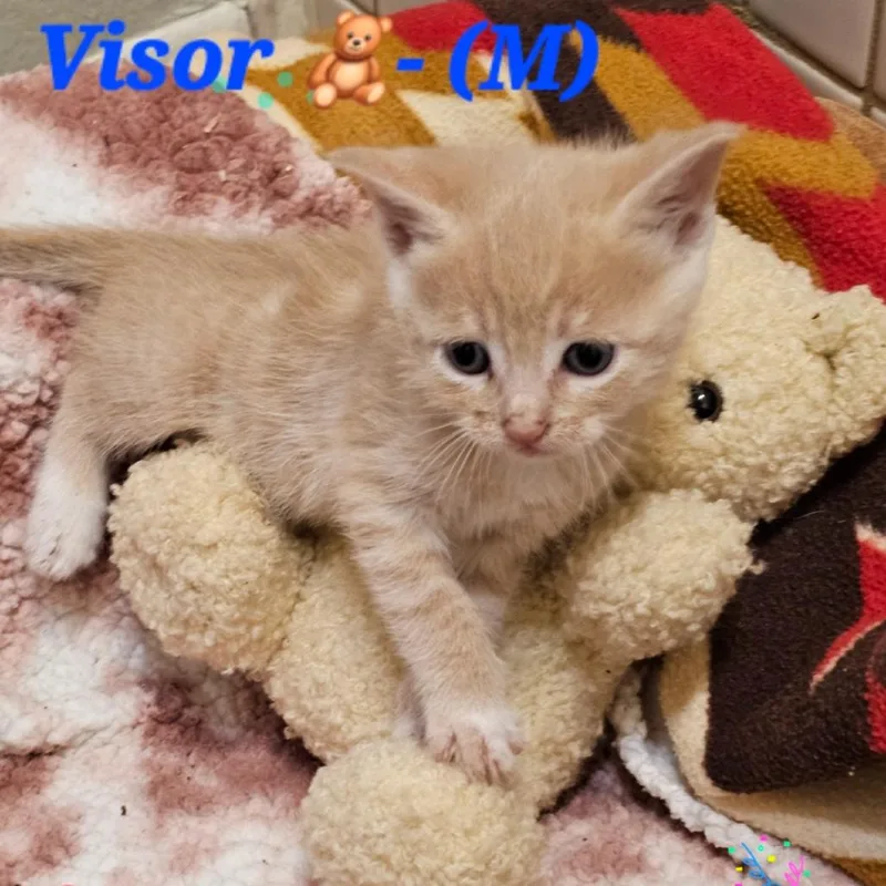 Visor thumbnail 2