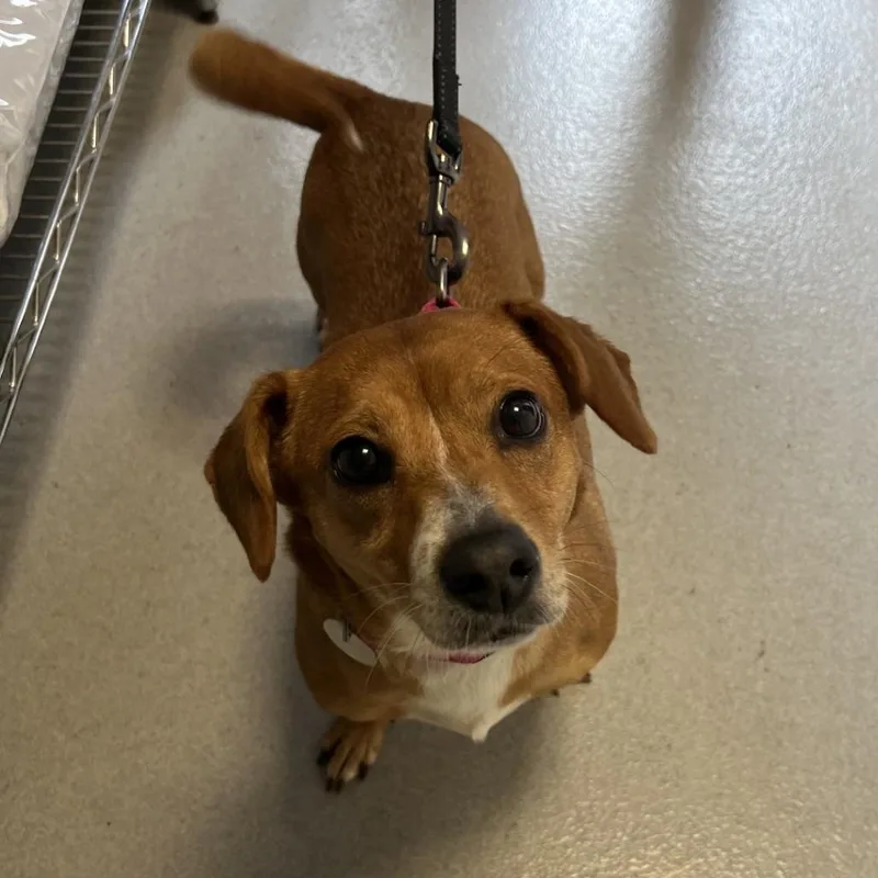 An adult small-sized female Golden Mixed Breed dog named Athena for adoption in Hampton Bays, NY