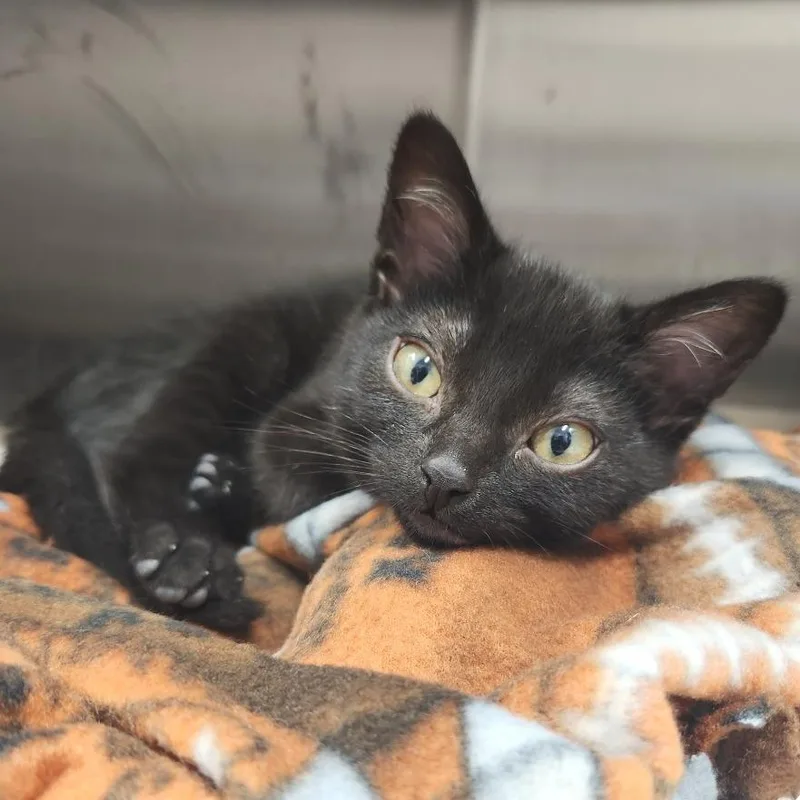 A baby small-sized male Black Domestic Short Hair cat named Leo for adoption in Fort Wayne, IN