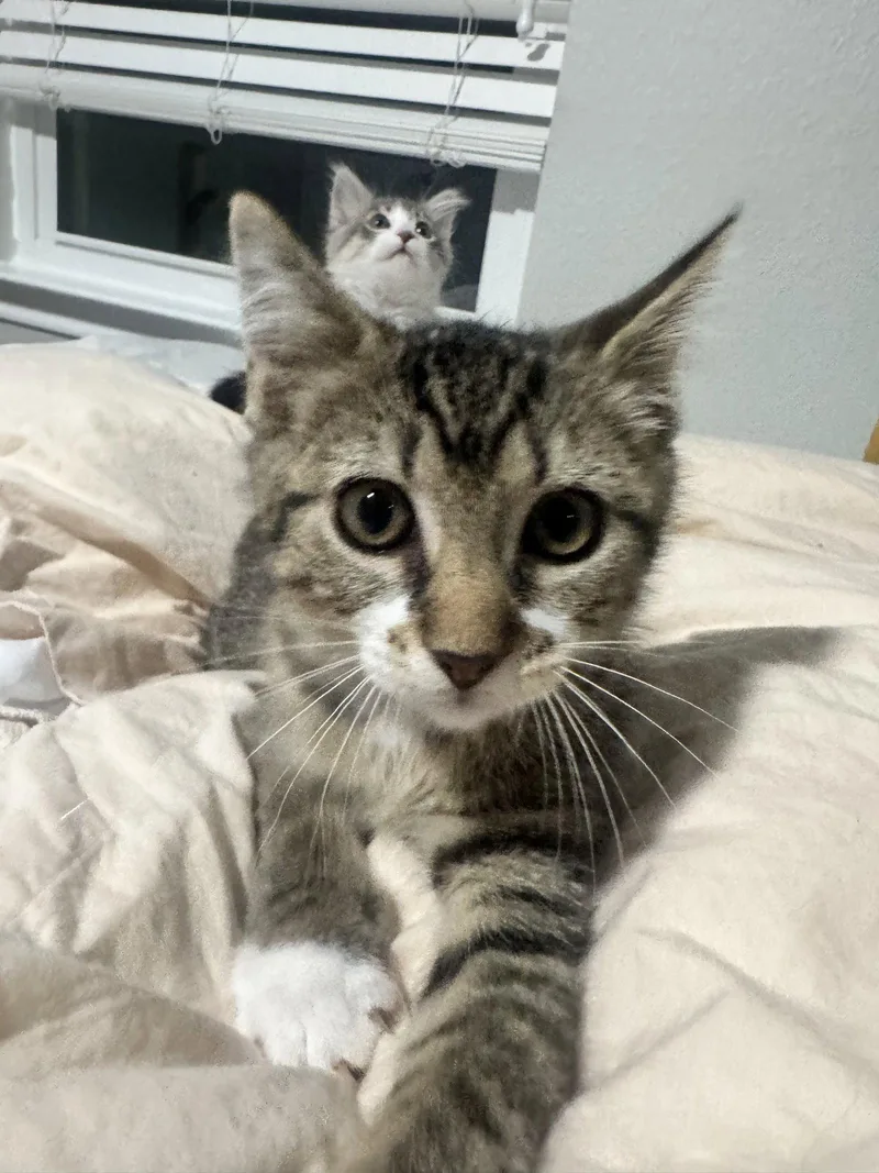 A baby small-sized male Domestic Short Hair cat named Waffles for adoption in Arlington, TX