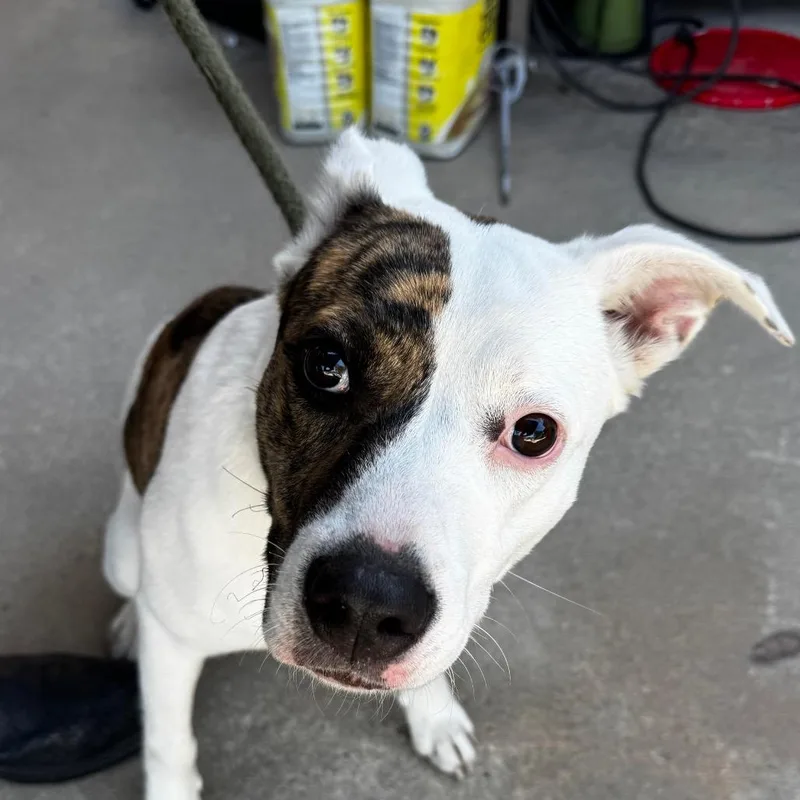A young medium-sized female White / Cream Plott Hound dog named Scarlett for adoption in Hinesville, GA