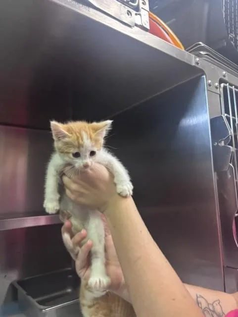 A young medium-sized male Orange & White Domestic Short Hair cat named Dumpster Dan for adoption in Harrisonville, MO